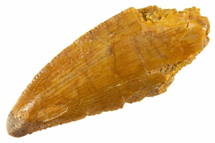 Bargain Raptor Tooth - Real Dinosaur Tooth #332657